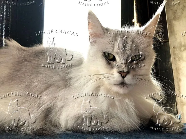 Grace Shalimar, Maine Coon black silver tabby shaded
