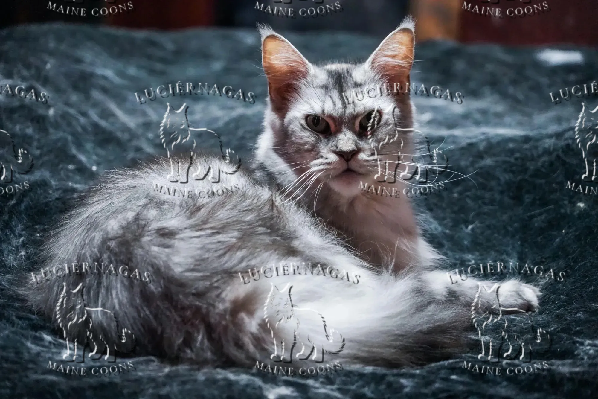Up Grade, Maine Coon black silver ticked tabby