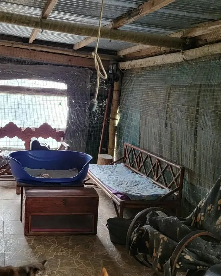 Un rincón del gatio de los machos: una cucha azul sobre un baúl de madera, un diván de bambú con almohadón y una mecedora