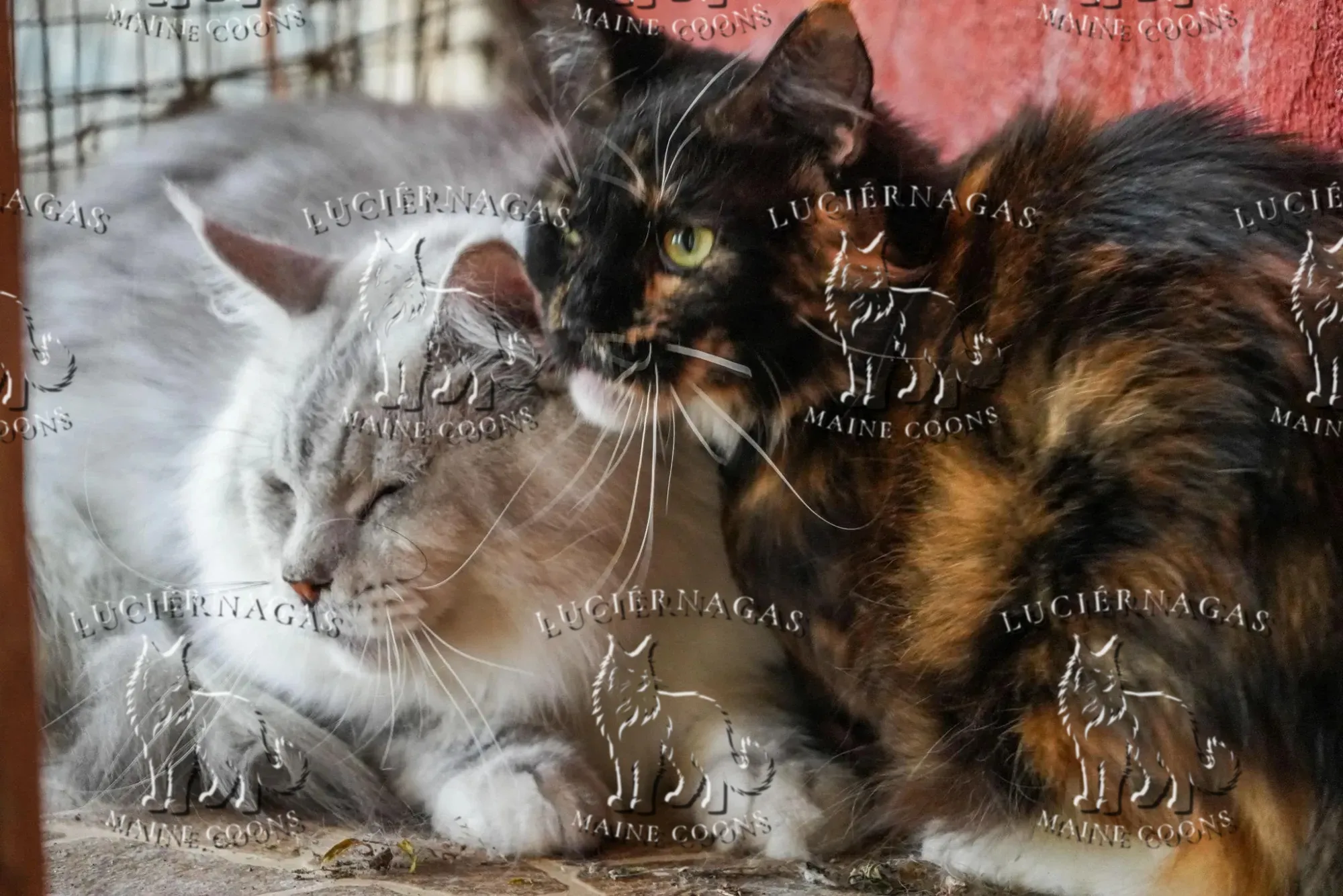 Esmeralda P, Maine Coon black tortie/white