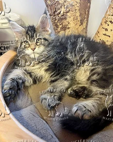 Hurricane, Maine Coon brown classic tabby