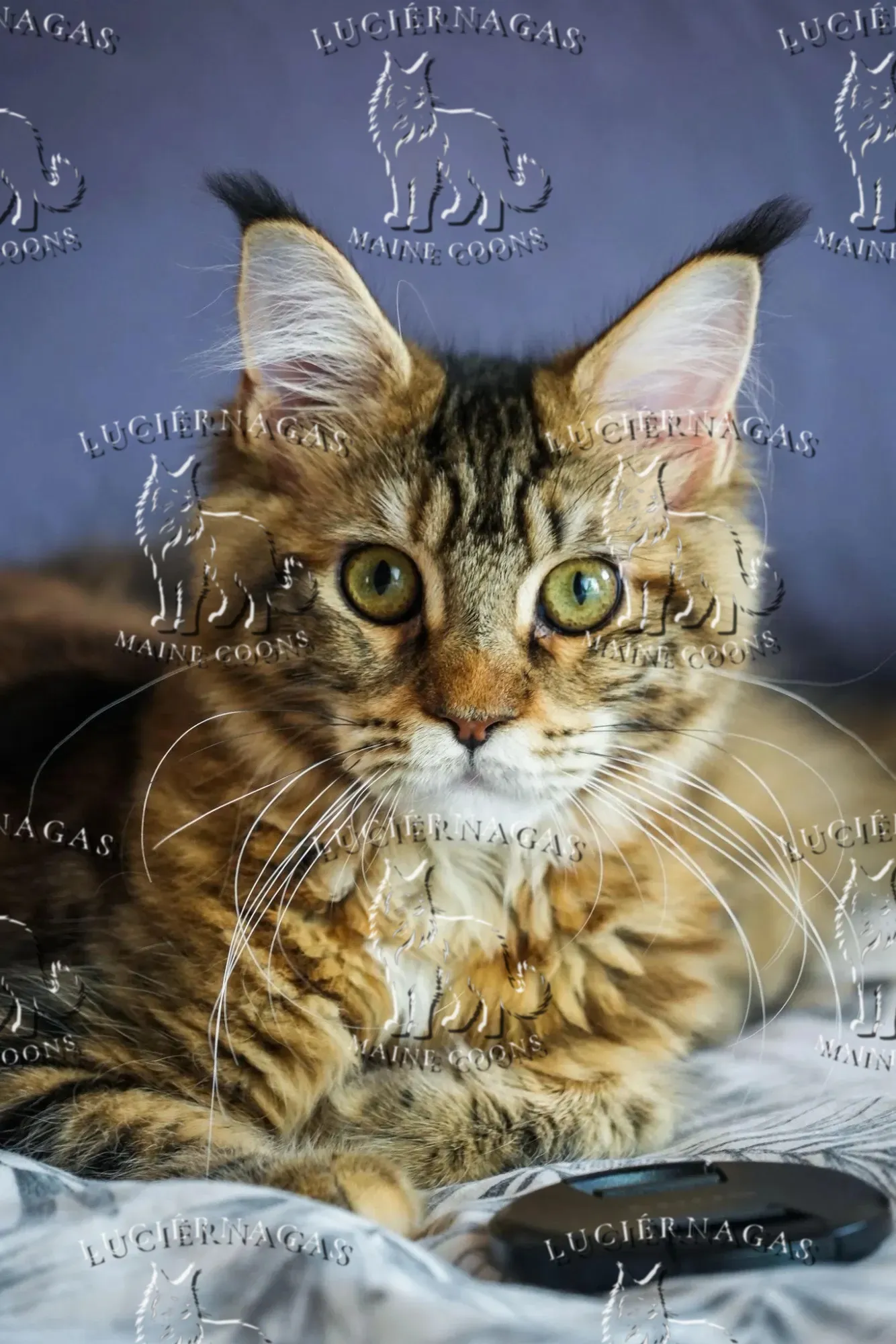 Nahila, Maine Coon