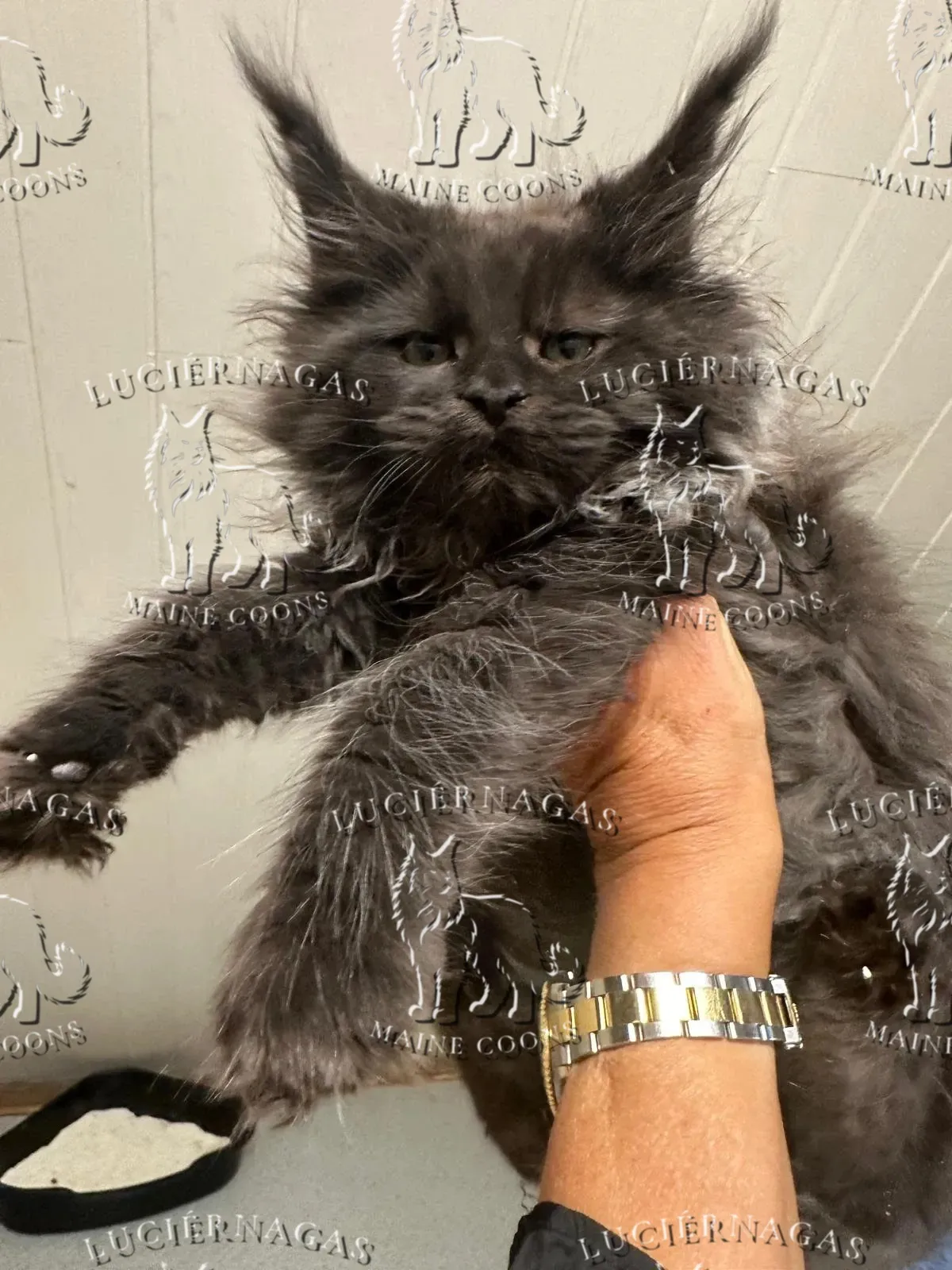 Graf Dracula, Maine Coon