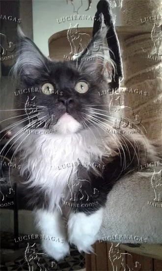 Ying Yang, Maine Coon black smoke/white