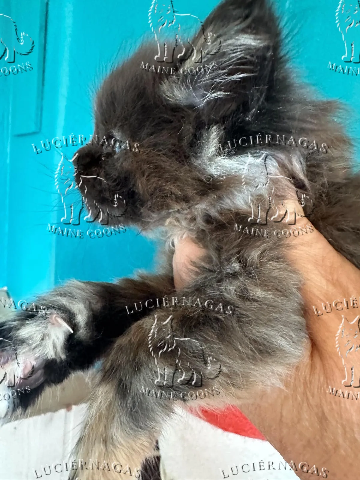 Diadem Maine Coon Black Tortie