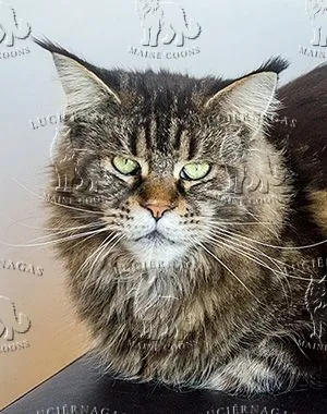 Holly of the Woods, Maine Coon brown classic tabby