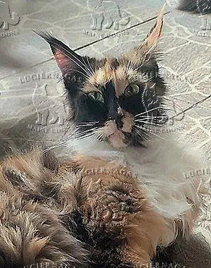 Sunna, Maine Coon black tortie/white