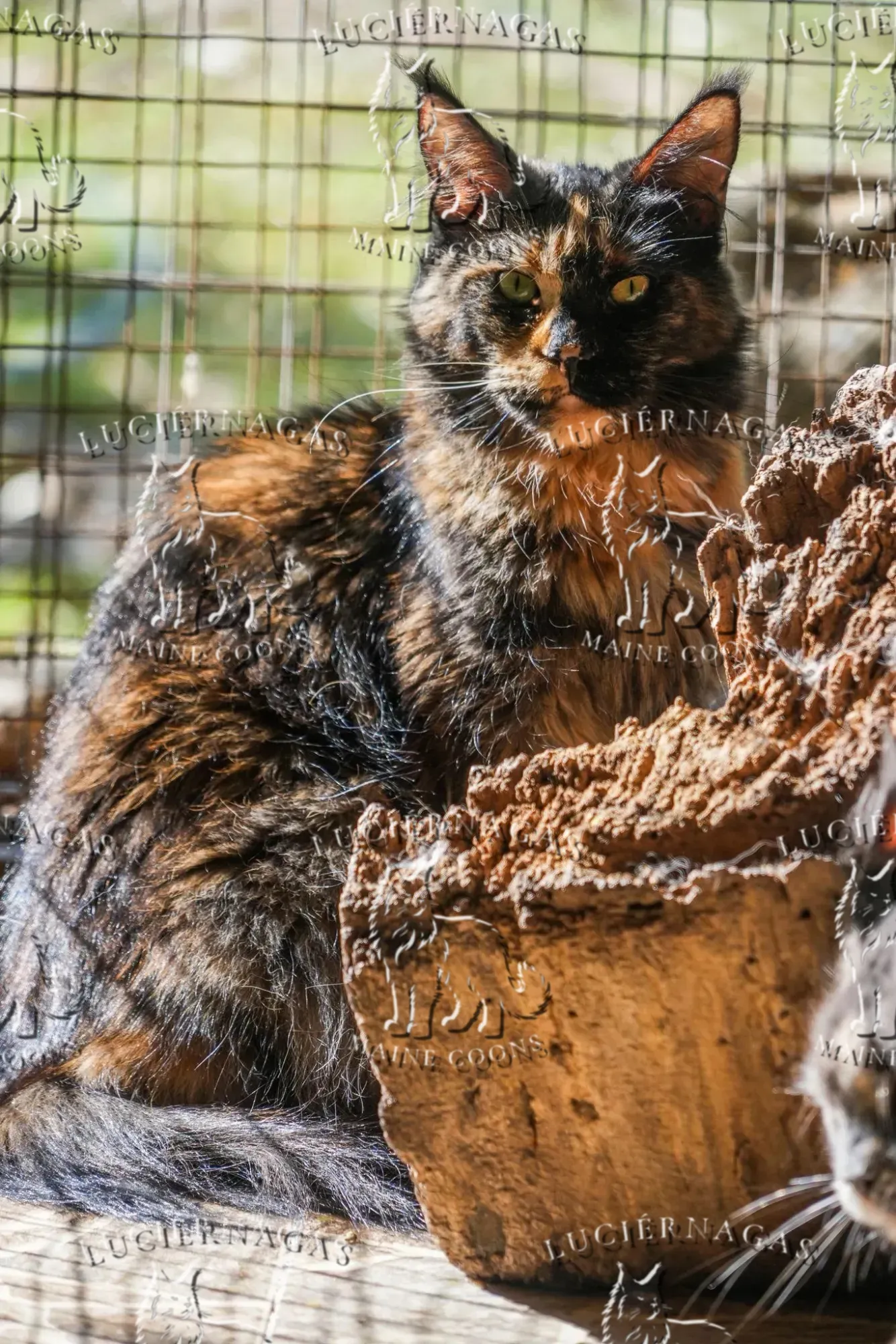 Bonne Nuit, Maine Coon black tortie