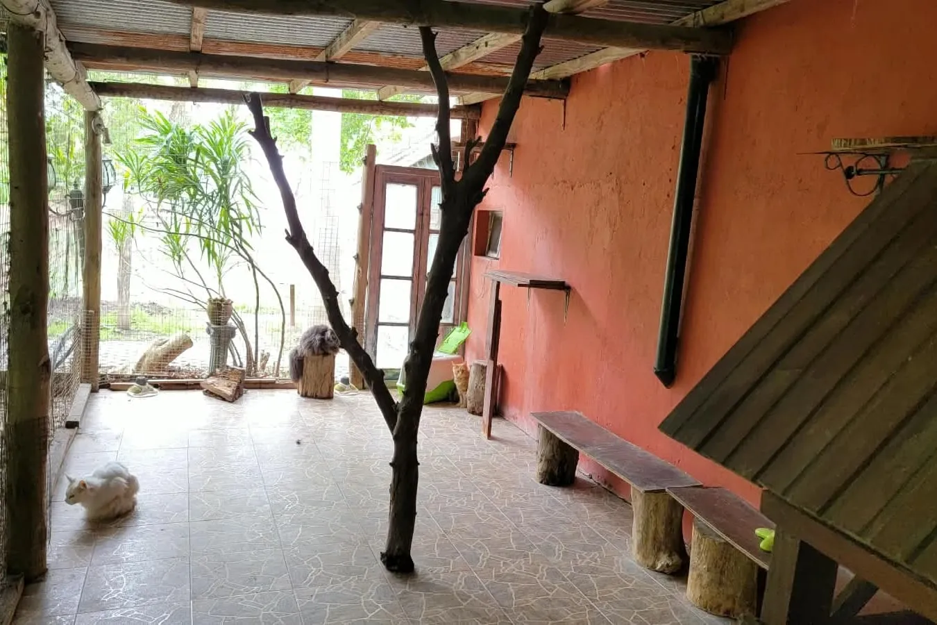 El gatio de las hembras: un tronco con ramas en el medio, piso de baldosas, tres gatos y el jardín visto a través del tejido