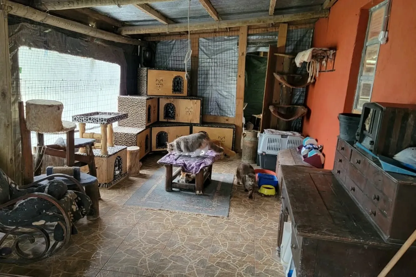 El gatio de los machos: casitas de madera forradas con estampado de leopardo, una mecedora, una cómoda antigua y gatos sueltos sobre el piso de baldosas