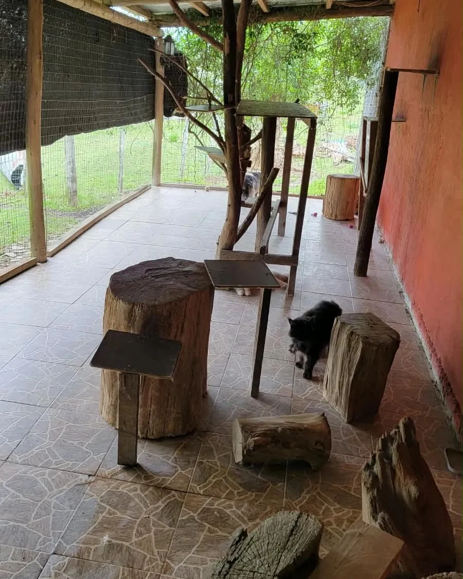 Gatio techado y cerrado con tejido, con un árbol de ramas, troncos para sentarse y un gato negro caminando, y el jardín de fondo