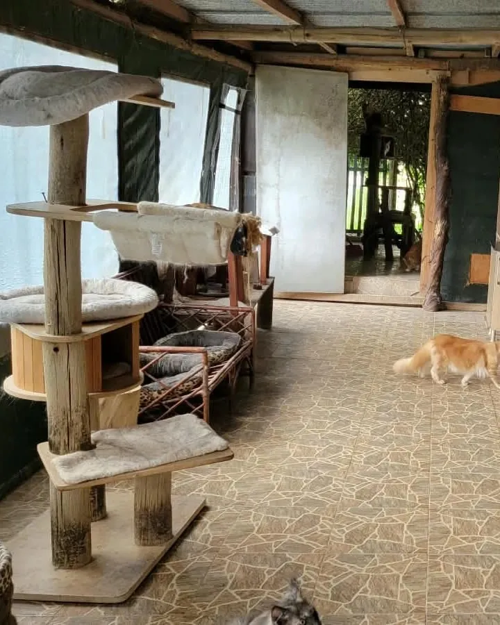 Un rascador de tronco con una cama redonda arriba, hamacas y una cama con estampado de leopardo, junto a un ventanal