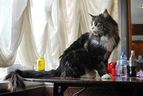 Tekanewas Silvermoon en la exposición de Buenos Aires, 2009