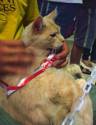 Luciernagas Cayetano en la exposición de São Paulo, 2010