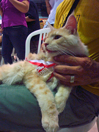 Luciernagas Cayetano en la exposición de São Paulo, 2010