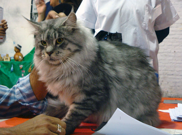 Lesharo of el Dorado en la exposición de Montevideo, 2010