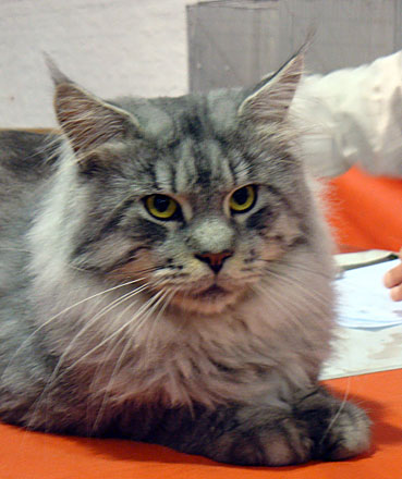 Lesharo of el Dorado en la exposición de Montevideo, 2010