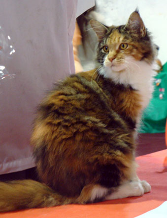 Luciernagas Eclypse en la exposición de Montevideo, 2010