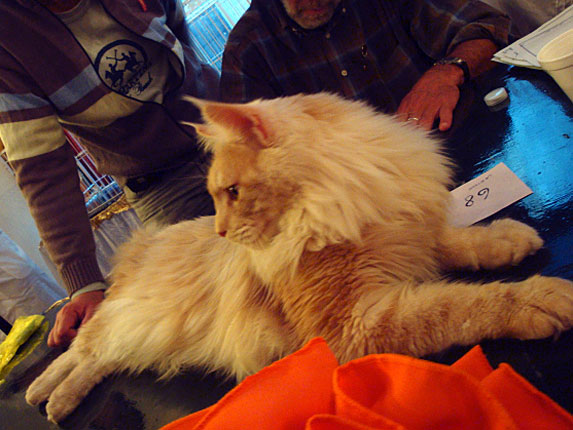 Luciernagas Cayetano en la exposición de Buenos Aires, 2010
