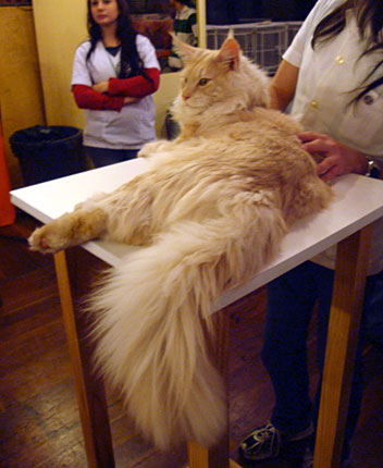 Luciernagas Cayetano en la exposición de Buenos Aires, 2010