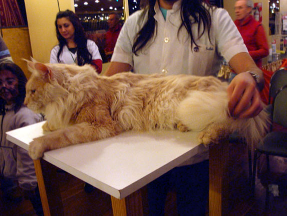 Luciernagas Cayetano en la exposición de Buenos Aires, 2010