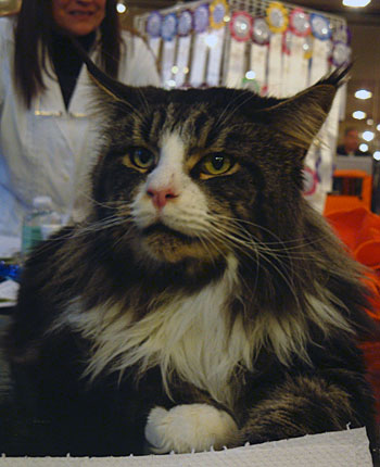 Tekanewas Silvermoon en la exposición de Buenos Aires, 2010