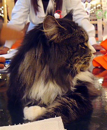 Tekanewas Silvermoon en la exposición de Buenos Aires, 2010