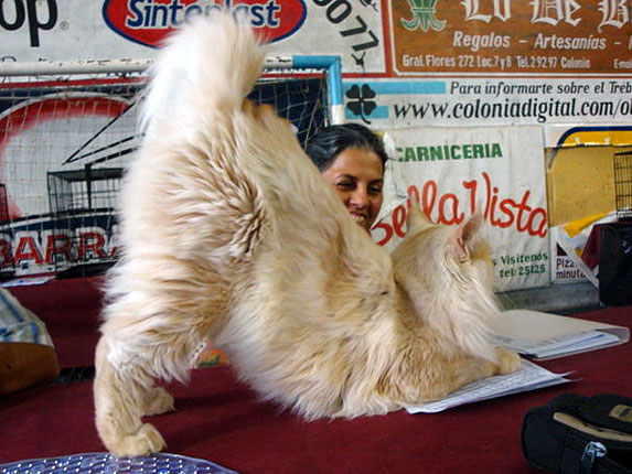 Luciernagas Cayetano en la exposición de Colonia, 2011