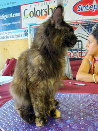 JustCoons Killer Queen en la exposición de Colonia, 2011