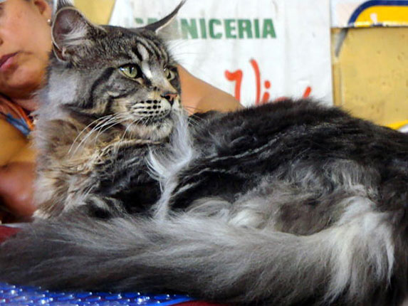 JustCoons Bon Ami en la exposición de Colonia, 2011