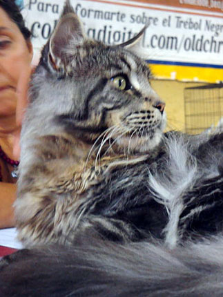 JustCoons Bon Ami en la exposición de Colonia, 2011