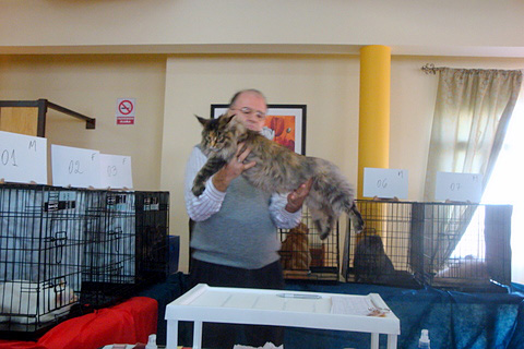 Gatos del criadero en la exposición de Montevideo, 2011