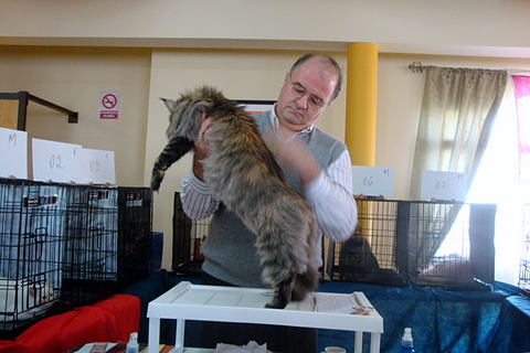 Gatos del criadero en la exposición de Montevideo, 2011