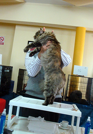 Gatos del criadero en la exposición de Montevideo, 2011