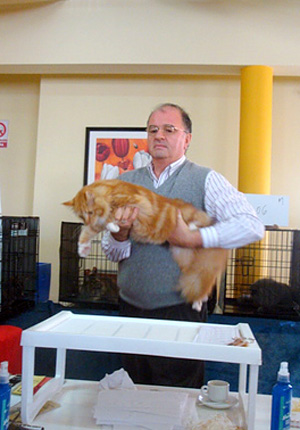 Gatos del criadero en la exposición de Montevideo, 2011