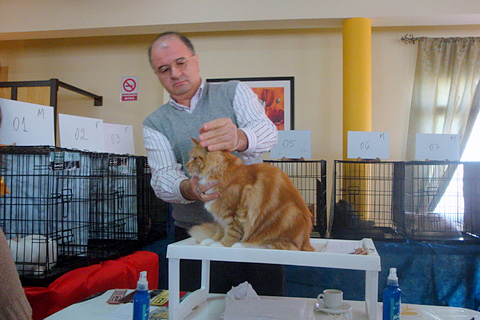 Gatos del criadero en la exposición de Montevideo, 2011
