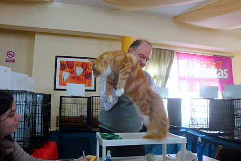 Gatos del criadero en la exposición de Montevideo, 2011
