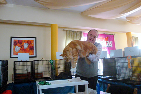 Gatos del criadero en la exposición de Montevideo, 2011