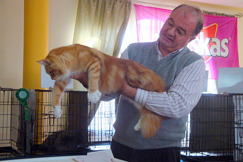 Gatos del criadero en la exposición de Montevideo, 2011