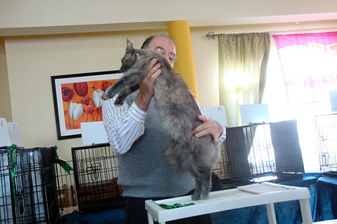 Gatos del criadero en la exposición de Montevideo, 2011