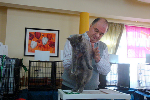Gatos del criadero en la exposición de Montevideo, 2011