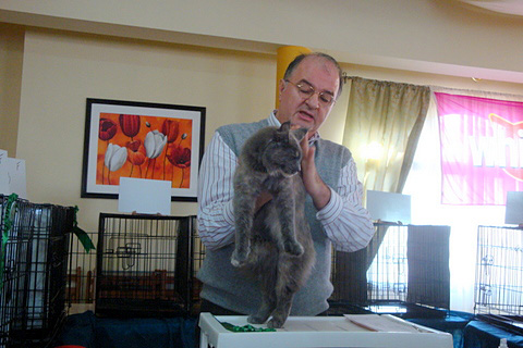 Gatos del criadero en la exposición de Montevideo, 2011