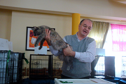 Gatos del criadero en la exposición de Montevideo, 2011