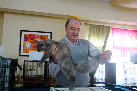 Gatos del criadero en la exposición de Montevideo, 2011