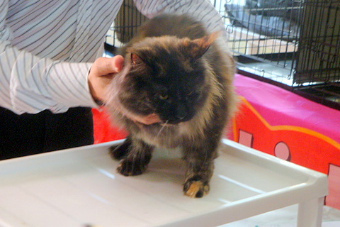 Gatos del criadero en la exposición de Montevideo, 2011