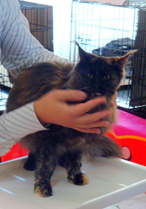 Gatos del criadero en la exposición de Montevideo, 2011