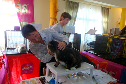 Gatos del criadero en la exposición de Montevideo, 2011