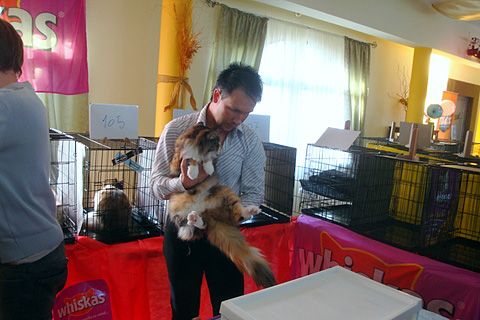 Gatos del criadero en la exposición de Montevideo, 2011