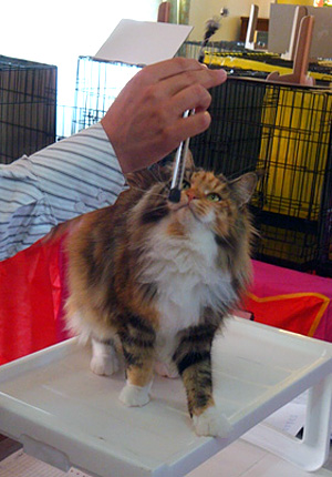Gatos del criadero en la exposición de Montevideo, 2011