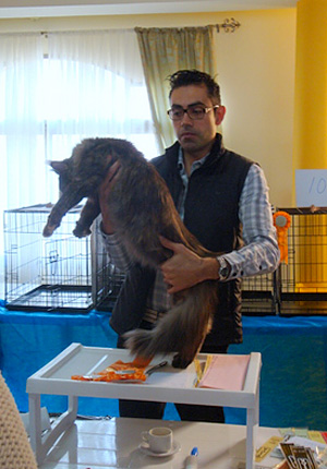 Gatos del criadero en la exposición de Montevideo, 2011